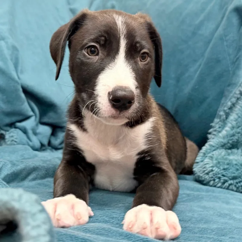 A baby small-sized male Rhodesian Ridgeback dog named Ollie for adoption in Parker, CO