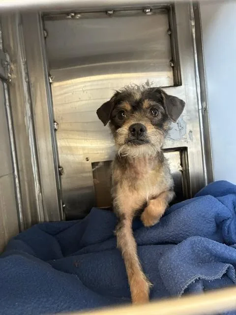 A young small-sized male Rat Terrier dog named Buster for adoption in San Jose, CA