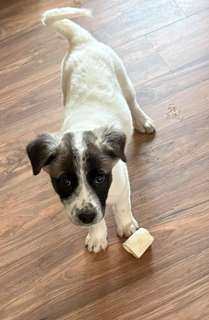 Lucy  In New thumbnail 2