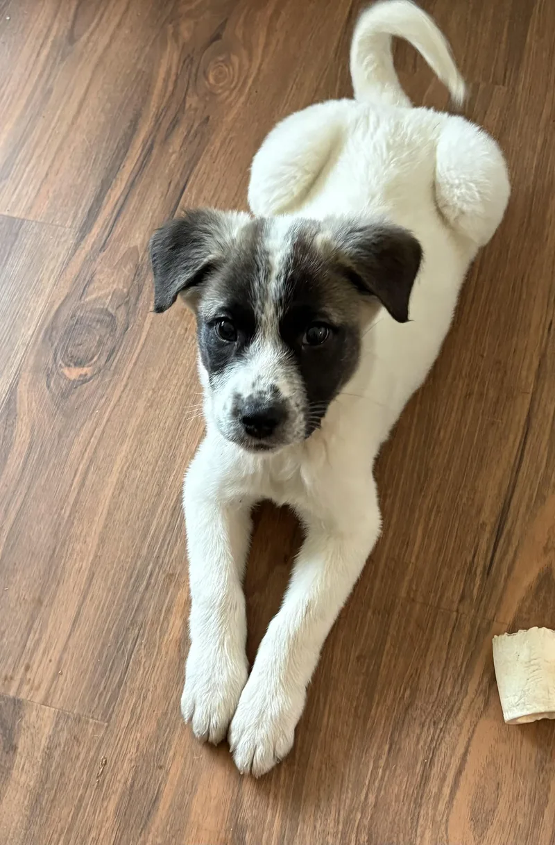 Lucy  In New thumbnail 3