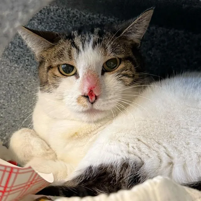 An adult medium-sized female Domestic Medium Hair cat named Poppy for adoption in Long Beach, CA