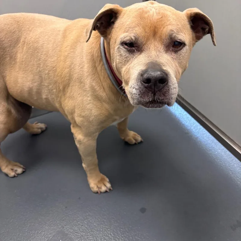 A senior large-sized female Apricot / Beige Mixed Breed dog named Daisy for adoption in Allentown, PA