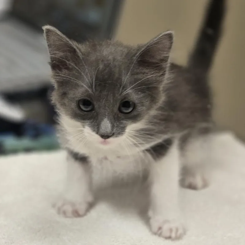 A baby small-sized female Gray / Blue / Silver Domestic Medium Hair cat named Dora for adoption in Wickenburg, AZ