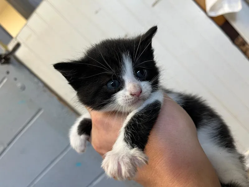 A baby small-sized female Domestic Short Hair cat named Meredith Gray for adoption in Berlin, MD