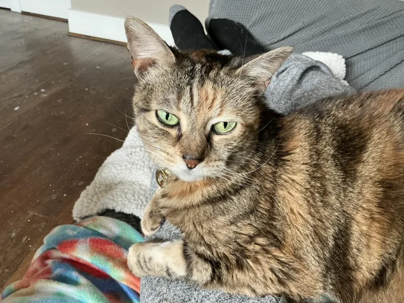 Furyiola thumbnail 3