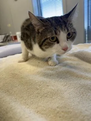An adult medium-sized male Domestic Short Hair cat named Ronnie for adoption in Lafayette, IN