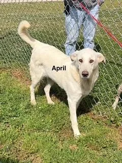 April