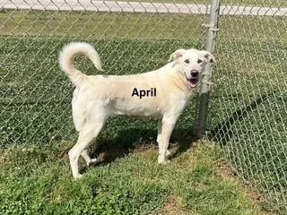 April thumbnail 3