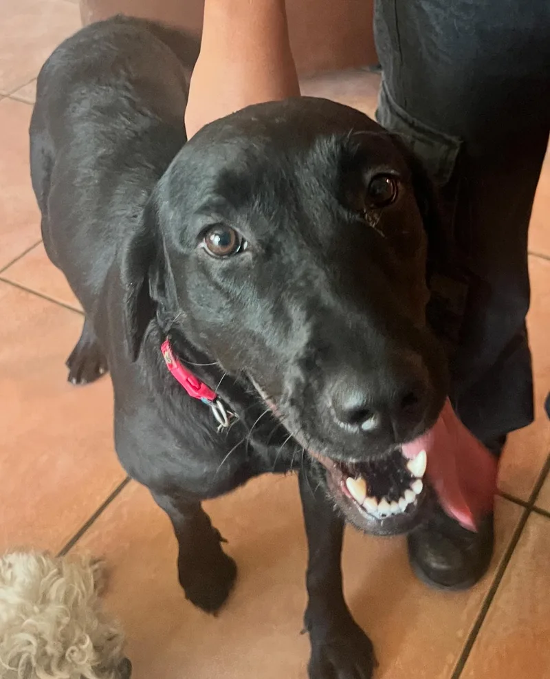 A young medium-sized female Black Labrador Retriever dog named Riley for adoption in Coachella, CA