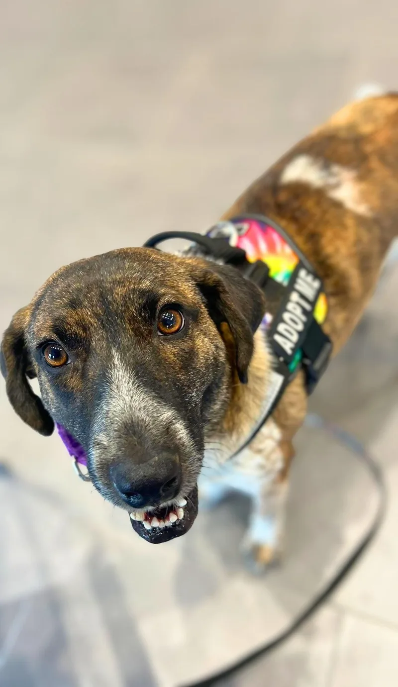 An adult medium-sized male Brindle Mixed Breed dog named Kip for adoption in Austin, TX