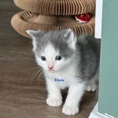 A baby medium-sized male Gray & White Domestic Short Hair cat named Elsin for adoption in Carneys Point, NJ