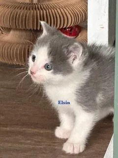 Elsin thumbnail 2