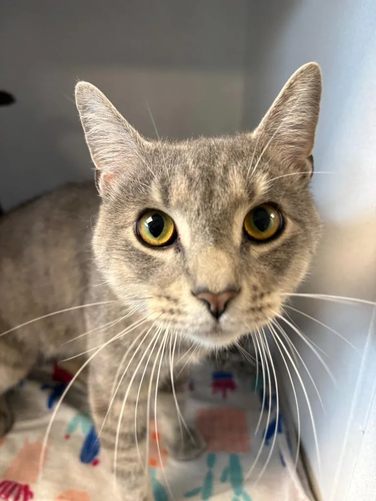 A young small-sized male Domestic Short Hair cat named Bob Buttons for adoption in New Kensington, PA