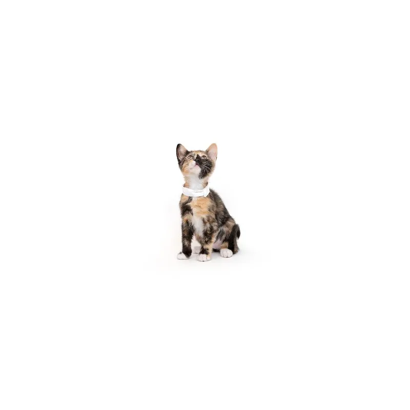 A baby small-sized female Calico Domestic Short Hair cat named Paleta for adoption in Playa Vista, CA