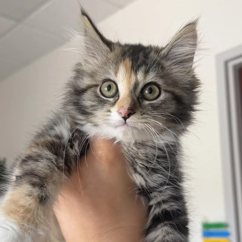 A baby small-sized female Torbie Domestic Long Hair cat named Honey Dipper for adoption in St. Paul, MN