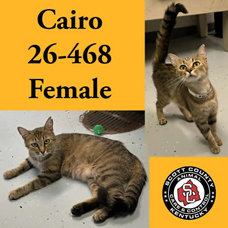 An adult small-sized female Brown / Chocolate Domestic Short Hair cat named Cairo for adoption in Georgetown, KY