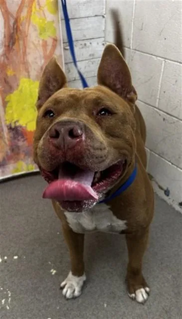 An adult extra large-sized male Pit Bull Terrier dog named Kobe for adoption in San Bernardino, CA