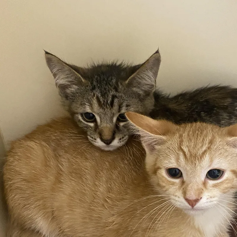 A baby small-sized female Tabby (Buff / Tan / Fawn) Domestic Short Hair cat named Jean for adoption in Elyria, OH