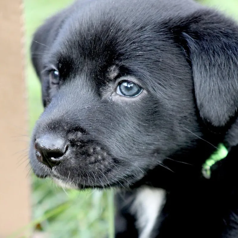 A baby medium-sized male Black Basset Hound dog named Small Fries for adoption in Fairfax, VA