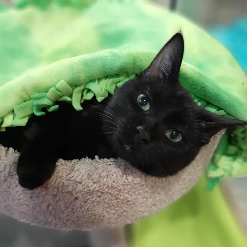 An adult large-sized female Black Domestic Short Hair cat named Paloma for adoption in West Olive, MI