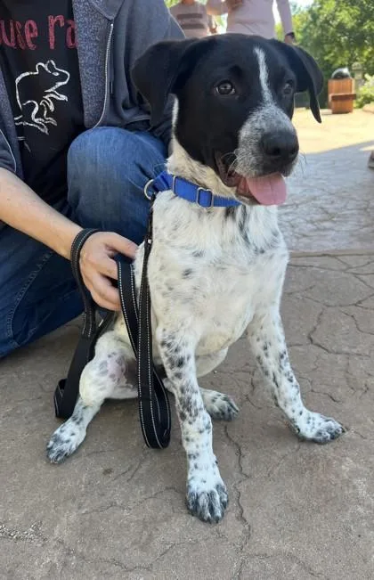 An adult small-sized male German Shorthaired Pointer dog named Kodak for adoption in Mansfield, TX