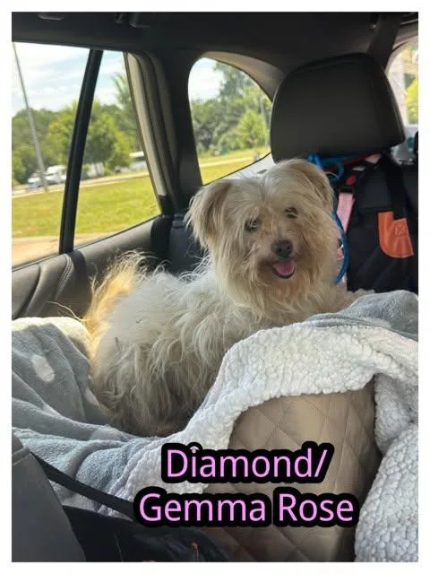 An adult small-sized female Terrier dog named Gemma Rose for adoption in Alpharetta, GA