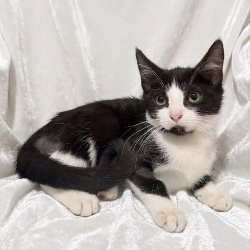 A baby small-sized male Domestic Short Hair cat named Ozzy for adoption in Miami, FL