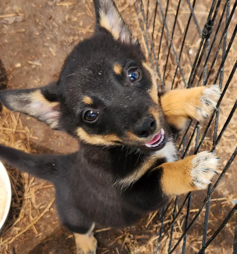 A baby small-sized female Black Corgi dog named Little Girl for adoption in Elgin, TX