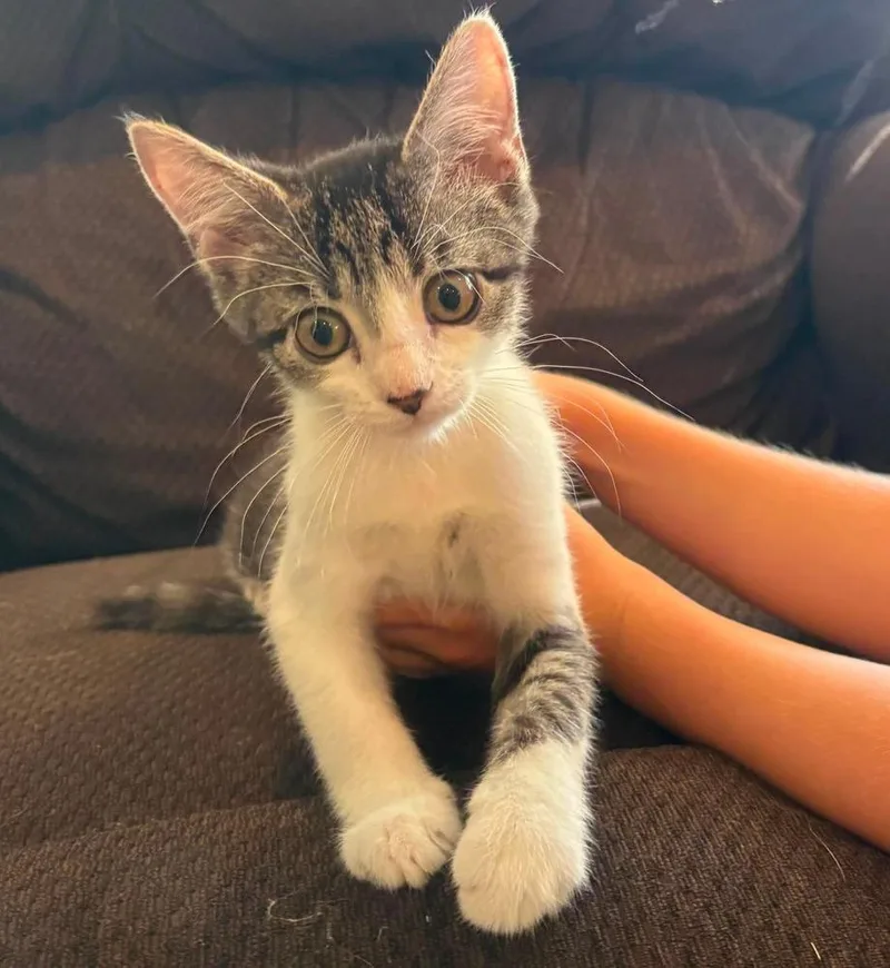 A baby small-sized male Domestic Short Hair cat named Gumbo Go. for adoption in Peoria, IL