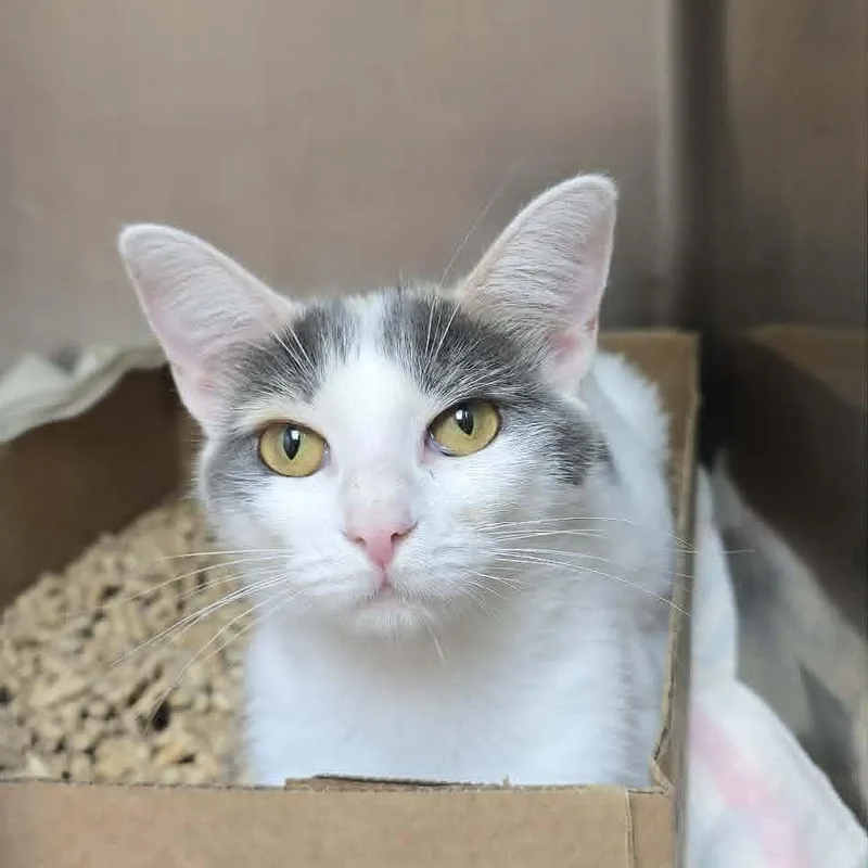 An adult medium-sized female Dilute Calico Domestic Short Hair cat named Lottie for adoption in Orange, VA