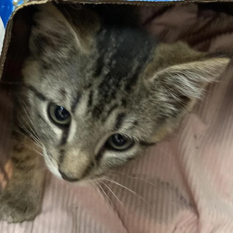 A baby small-sized female Brown / Chocolate Domestic Medium Hair cat named Makayla for adoption in Marion, IL
