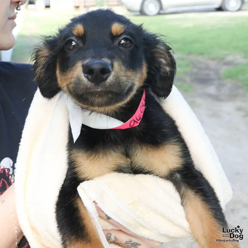 A baby medium-sized female Australian Shepherd dog named Chica for adoption in Washington, DC