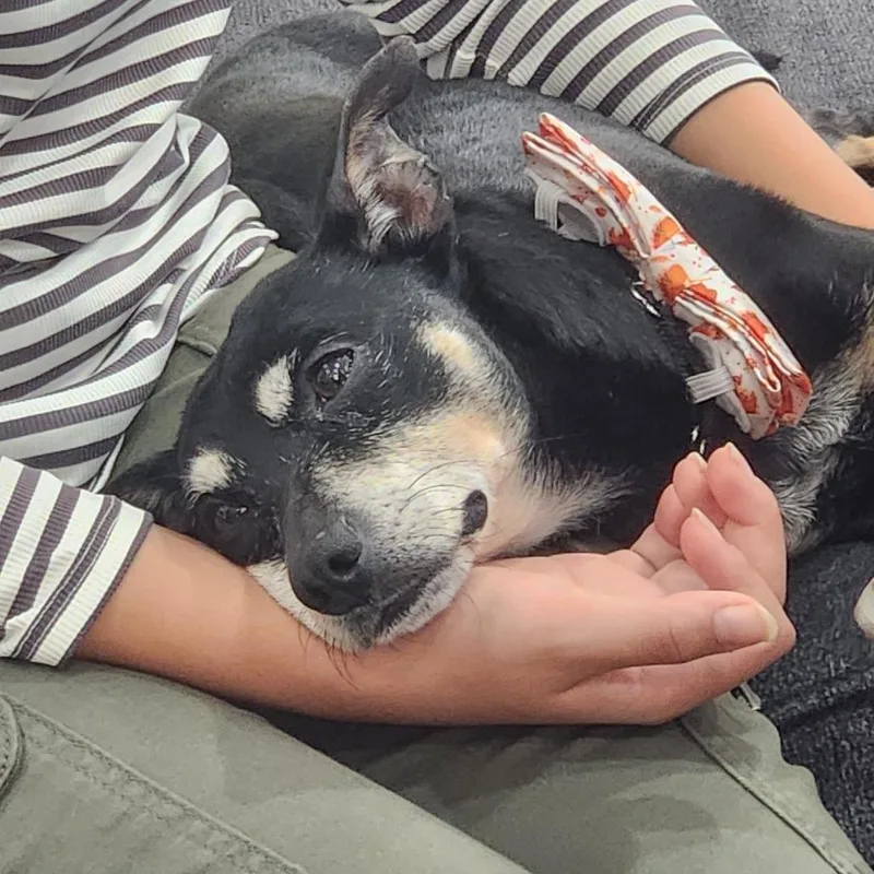 Professor Plum thumbnail 3