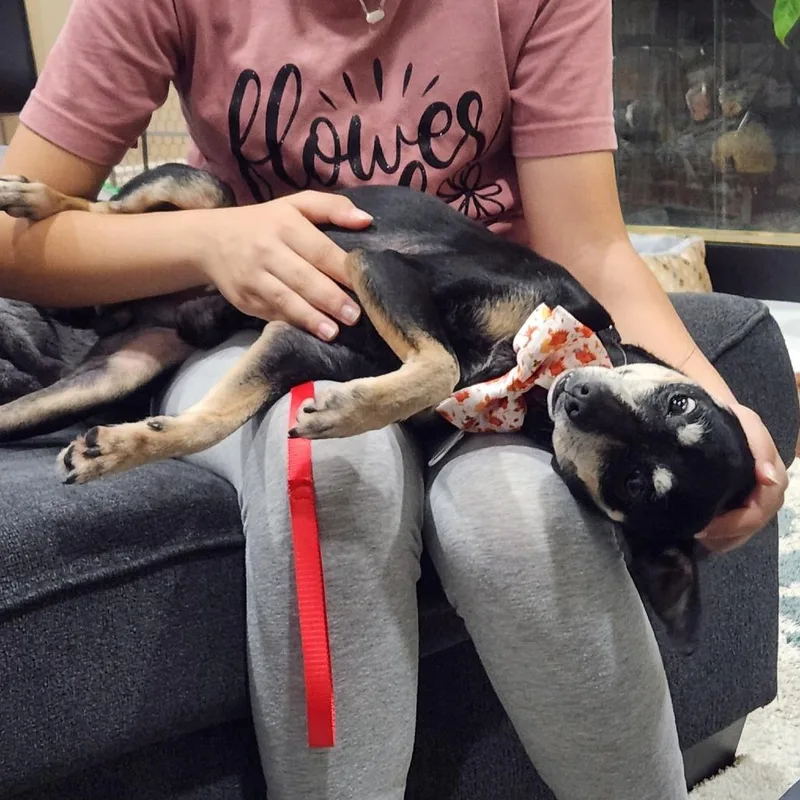 Professor Plum thumbnail 4