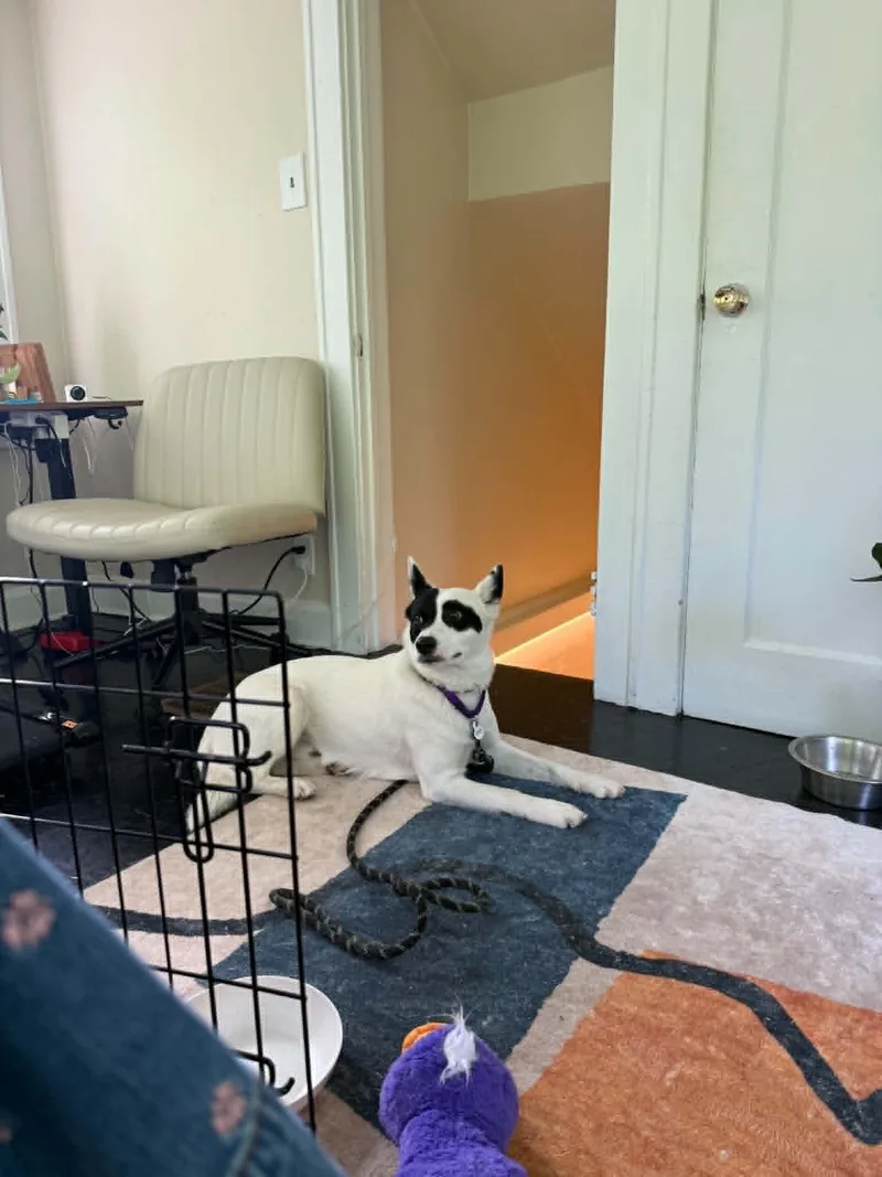 A young medium-sized male Australian Cattle Dog / Blue Heeler dog named Flint for adoption in Kansas City, MO