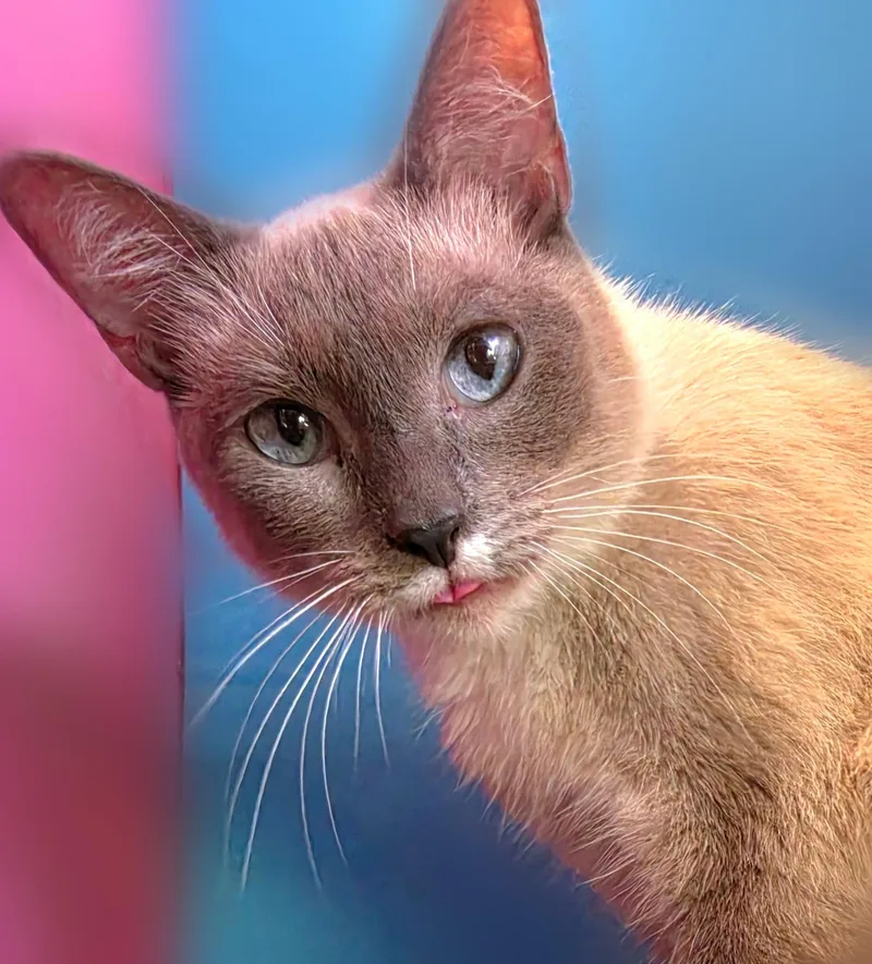 An adult small-sized female Blue Cream Siamese cat named Duchess for adoption in Silver Springs, FL