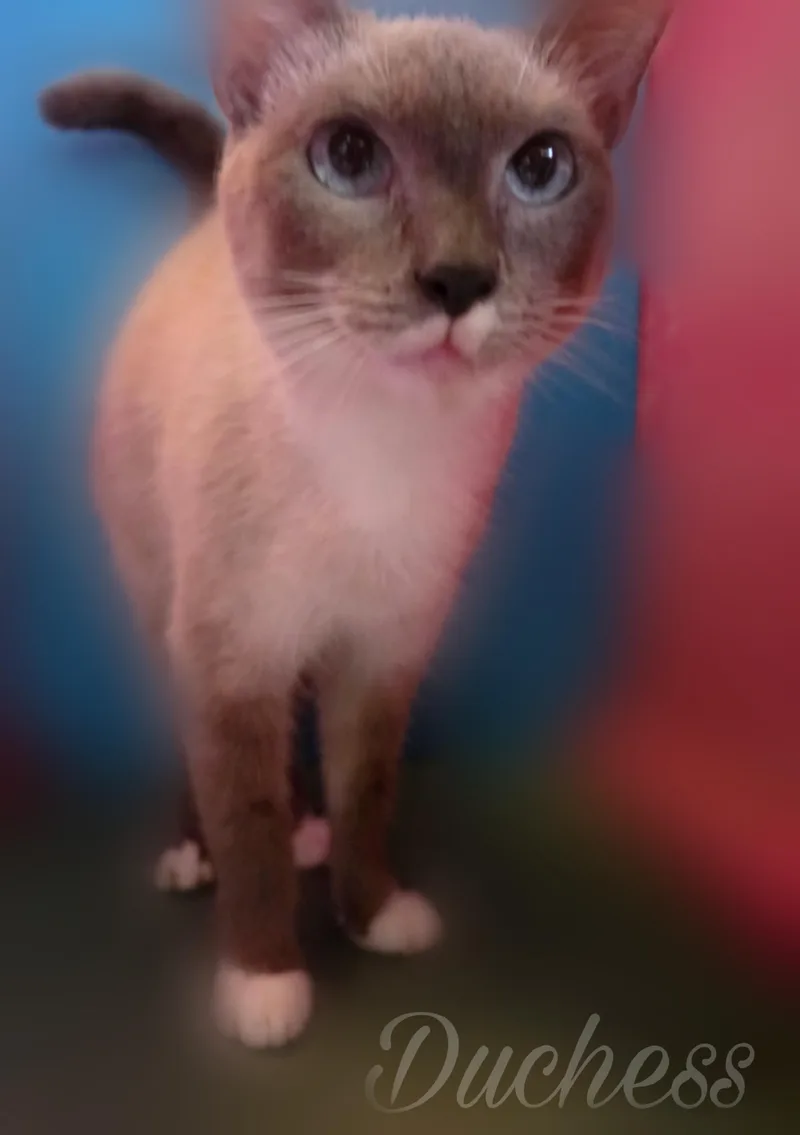 Duchess thumbnail 2