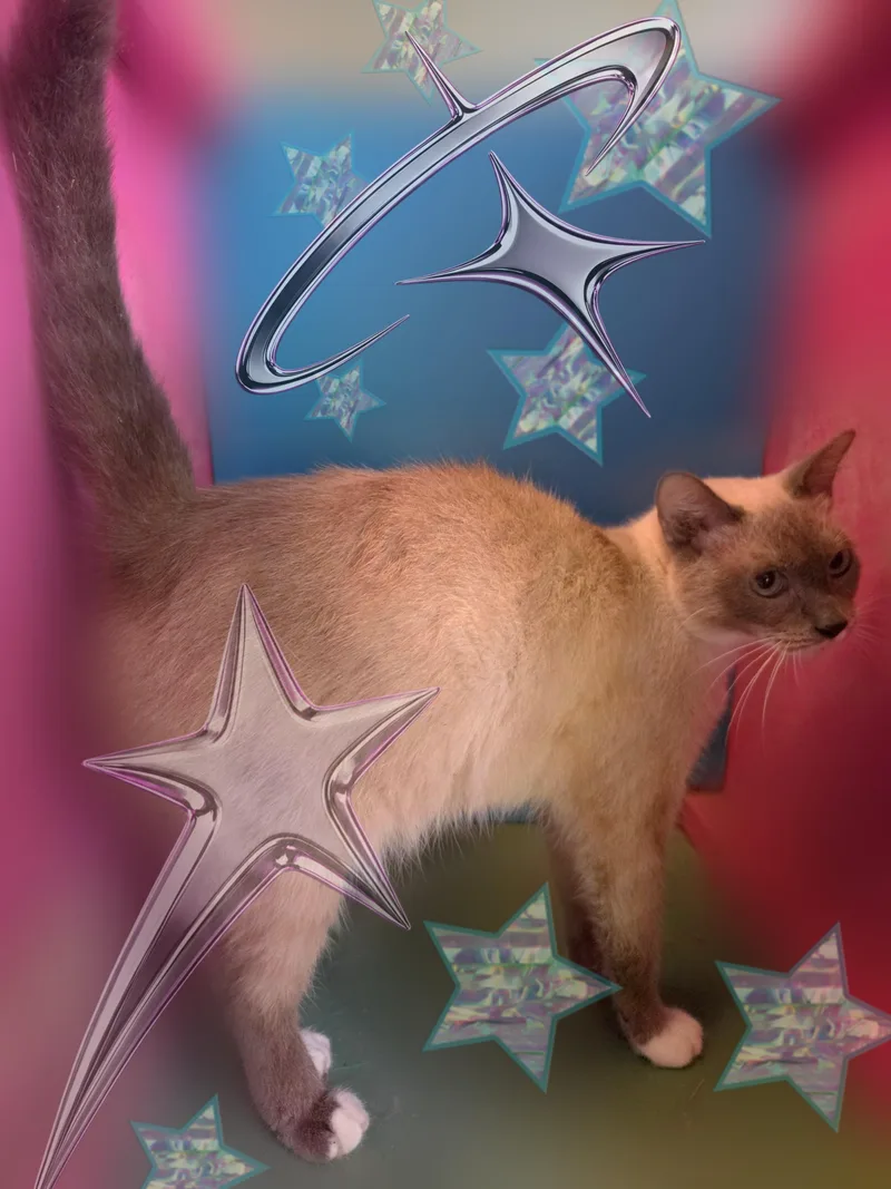 Duchess thumbnail 3