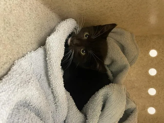 A baby small-sized male Domestic Short Hair cat named Pupcat for adoption in Kent, WA