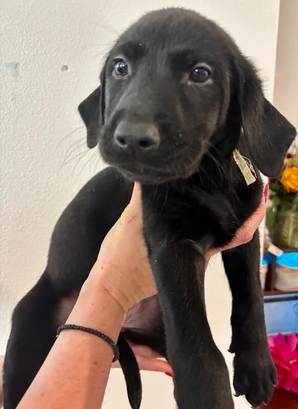 A baby large-sized female Black Labrador Retriever dog named Maleficent for adoption in Van Nuys, CA