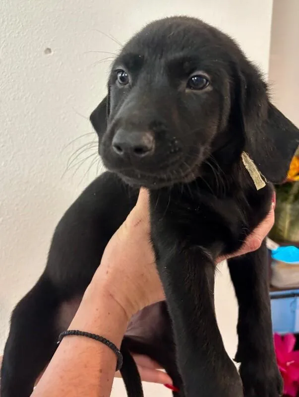 Maleficent thumbnail 2
