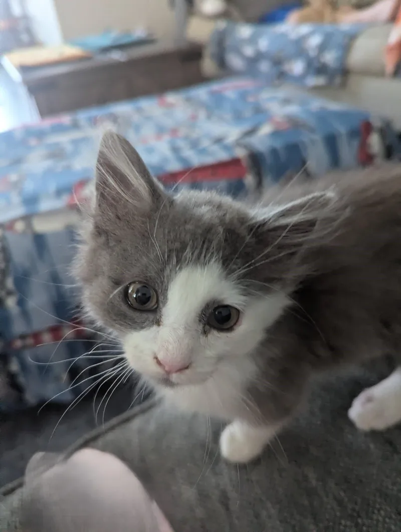Gismo