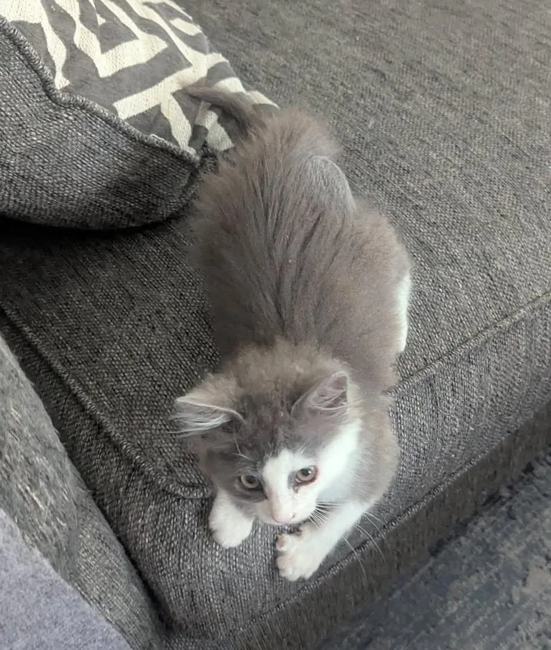 Gismo thumbnail 3