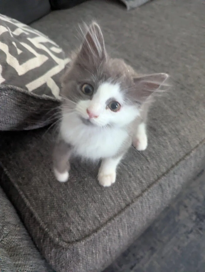 Gismo thumbnail 4