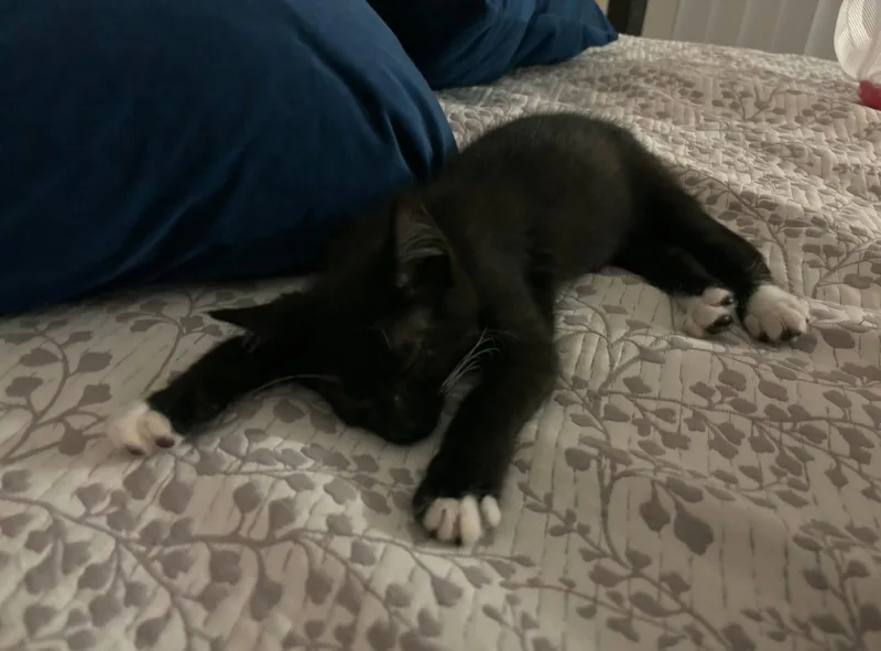 A baby medium-sized male Black & White / Tuxedo Domestic Short Hair cat named Harry for adoption in Walled Lake, MI
