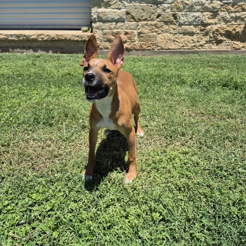 A young medium-sized female Mixed Breed dog named Artemis for adoption in Schertz, TX