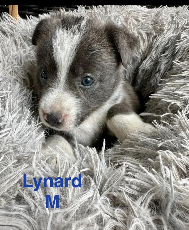Lynard