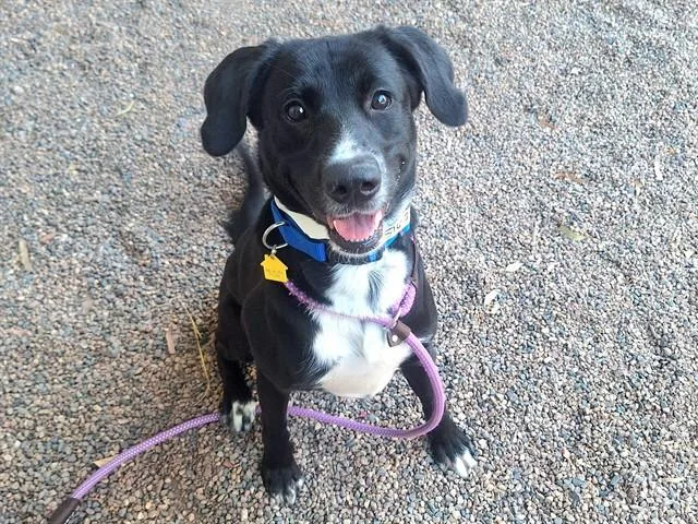 A young large-sized male Labrador Retriever dog named Mango for adoption in Mesa, AZ