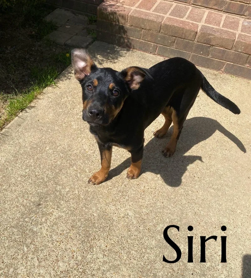 A baby medium-sized female Mountain Cur dog named Siri for adoption in Pembroke, MA