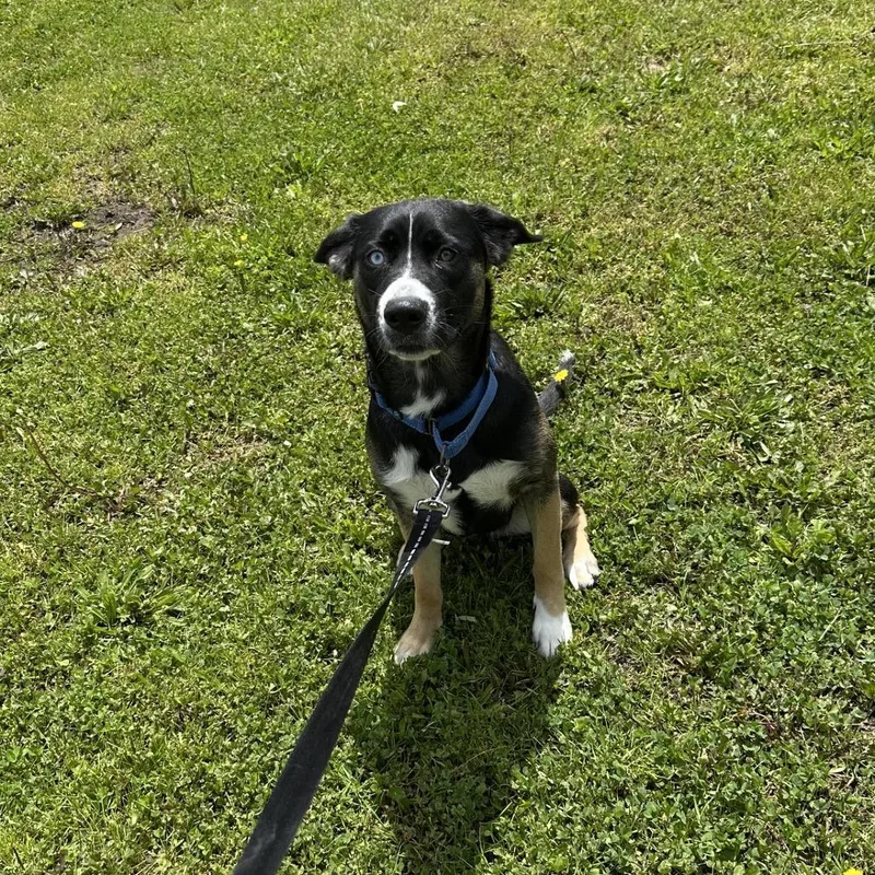 A young medium-sized female Black Siberian Husky dog named D Winnie for adoption in Franklin, PA